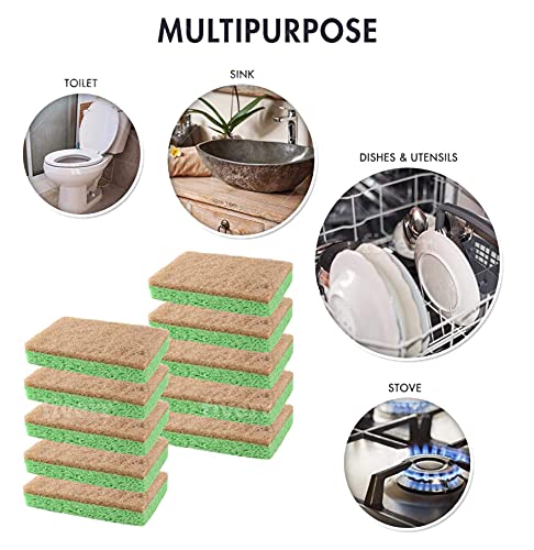 Natural Sponges