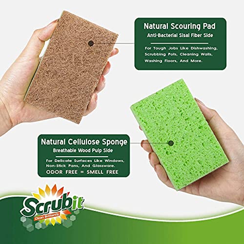Natural Sponges