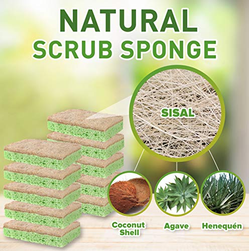 Natural Sponges