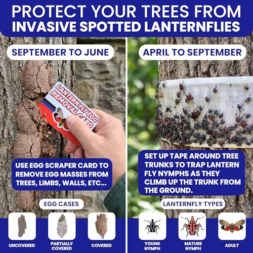 Spotted Lantern Fly Trap for Trees. 3 Sticky Fly Paper Rolls with Pins and Egg Scraper. Bug Tree Tape Wrap Ant Barrier Spotted Lanternfly Killer. Lantern Flies Tape for Trees Glue Insect Barrier